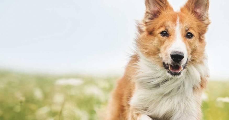 Dog