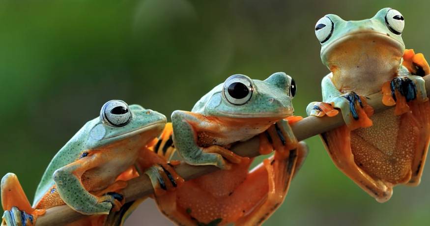 Frogs