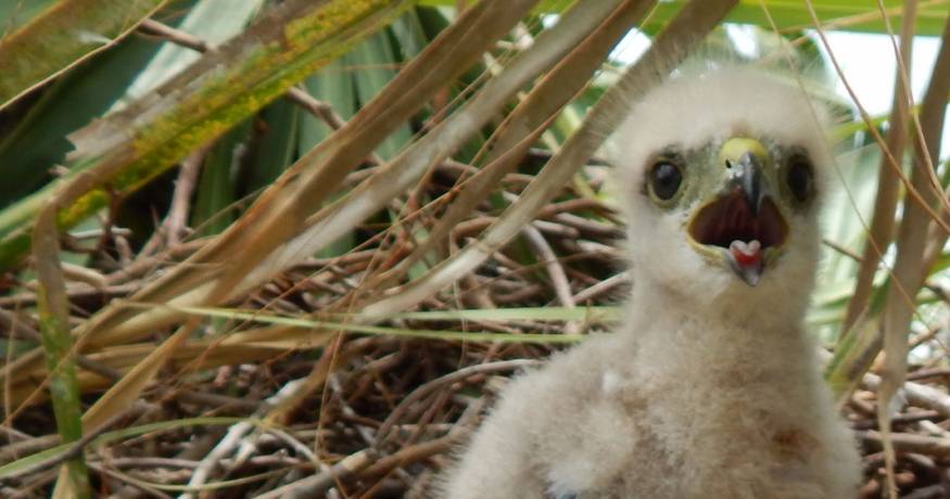 Ridgway's hawk