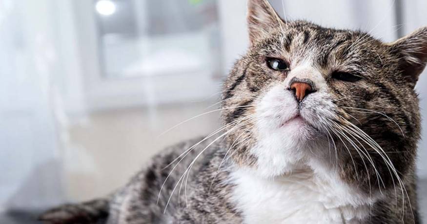 Senior cat