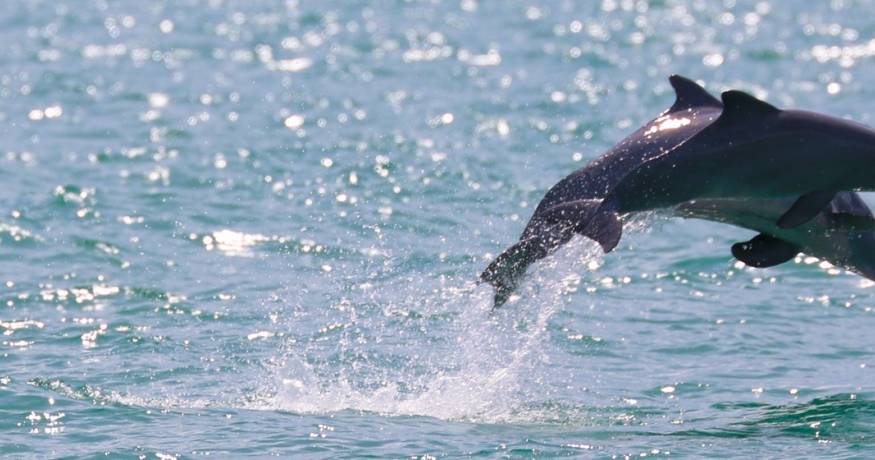 Dolphins jumping out of the water