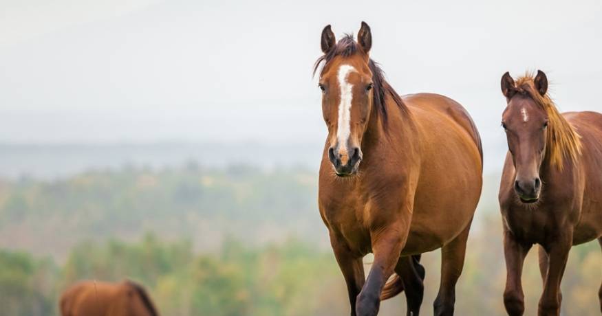 Horses