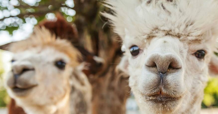 Alpacas
