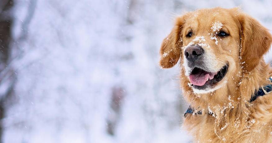 Golden Retriever in the snow