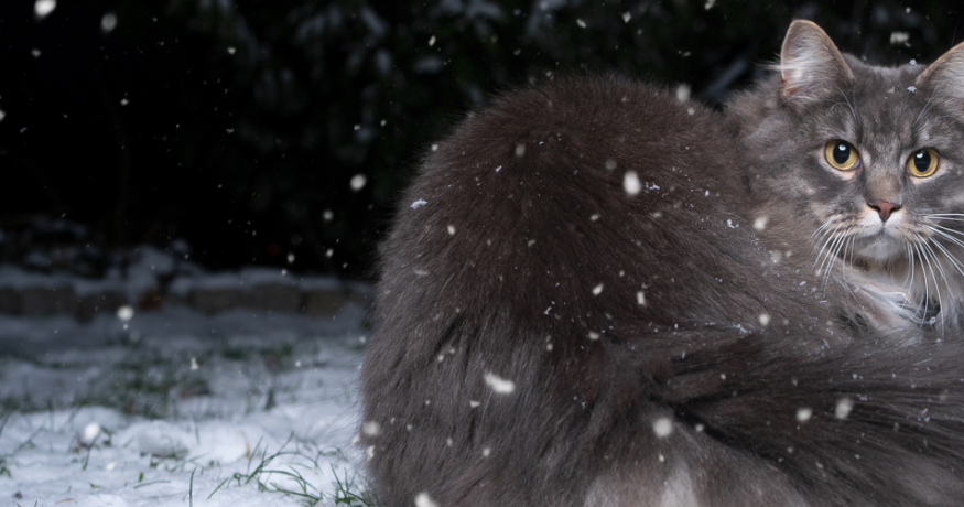 Cat in the snow