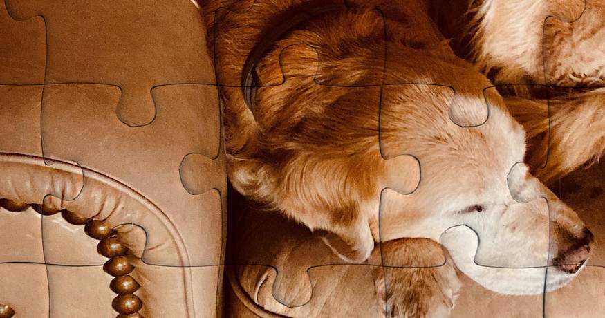 Dog laying on couch