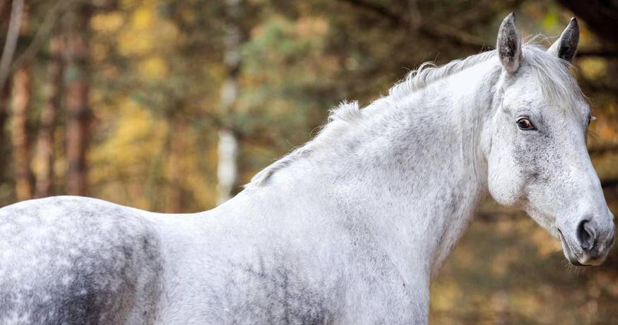 White horse in the woods