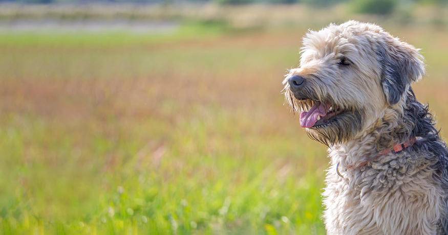 dog sitting in filed