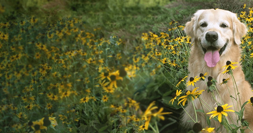 dog sitting in a field