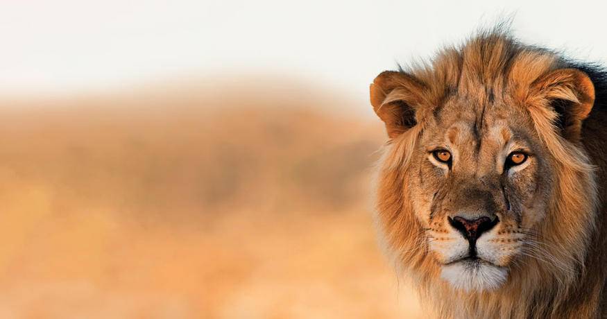 African Lion