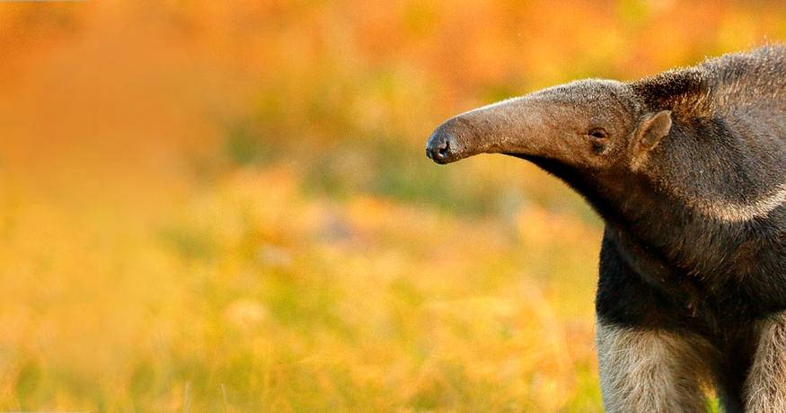 Anteater