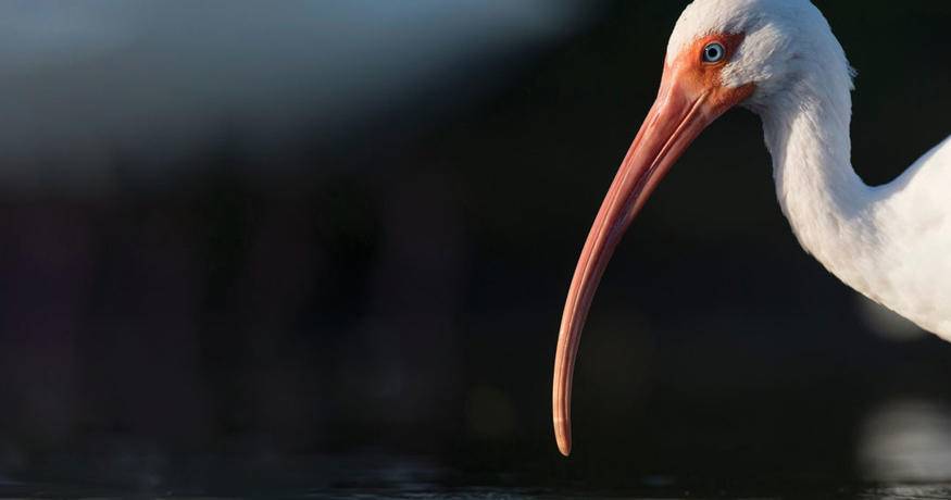 Wetland Bird