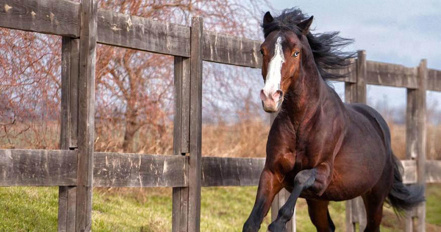 horse