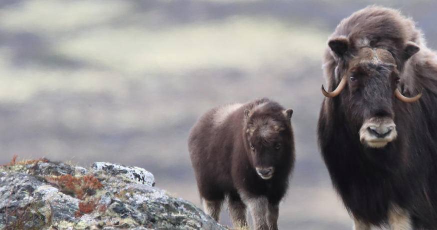 muskoxen