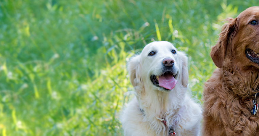 golden retrievers