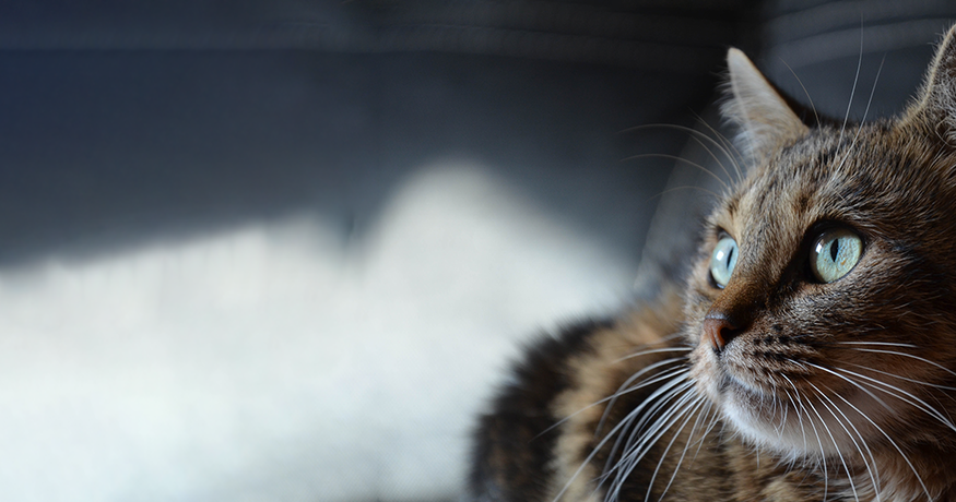 cat