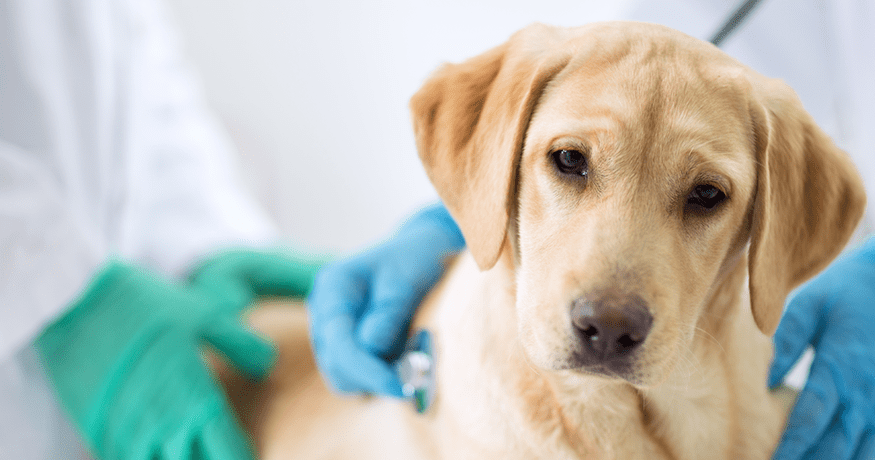 dog at vet