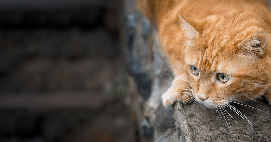 cat