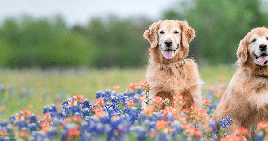 Golden retrievers