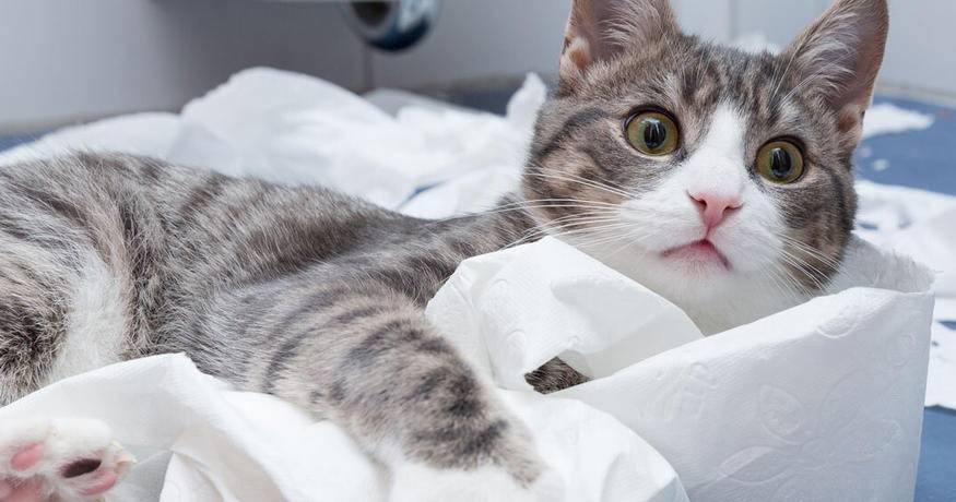 cat