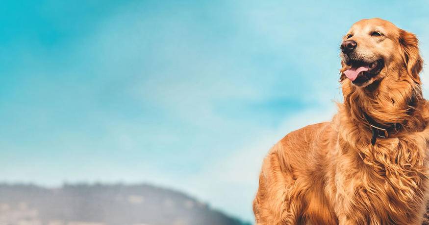 Golden Retriever