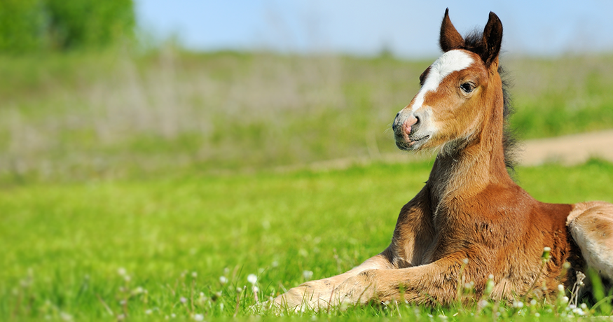 Foal