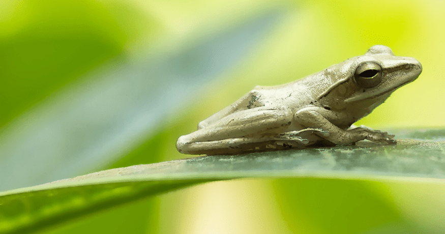 frog