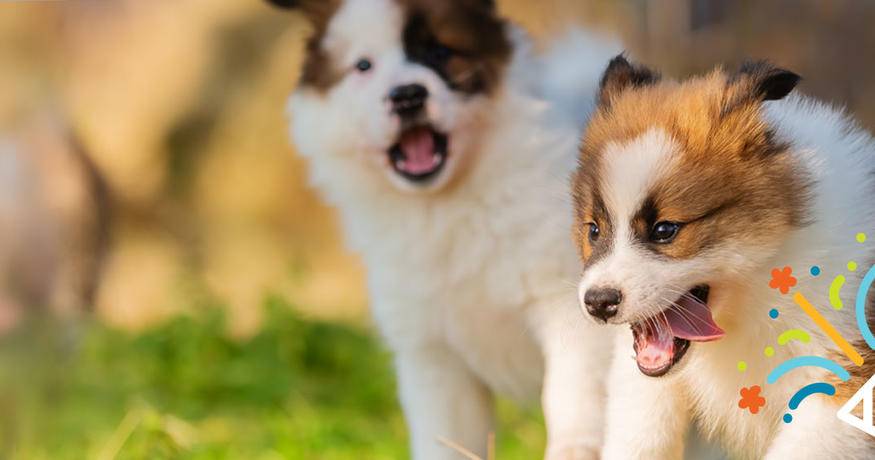 Dogs