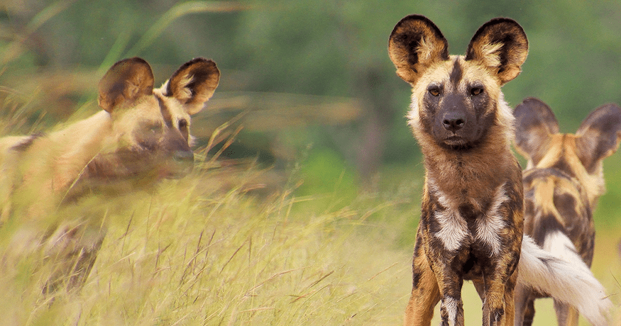 Wild Dog