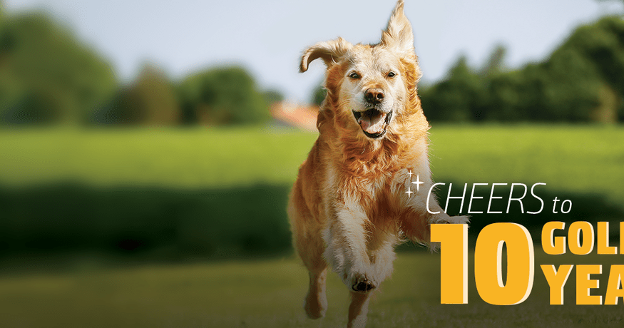 Golden Retriever
