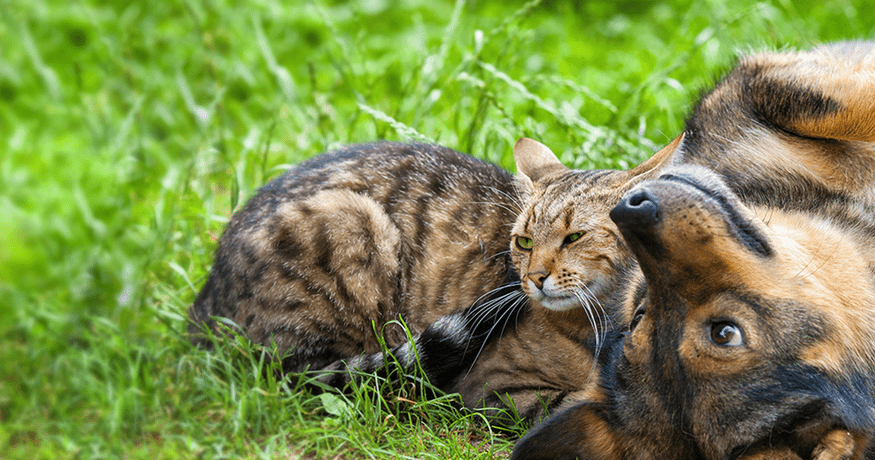 Dog and Cat