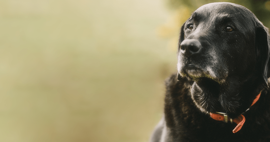 Senior dog