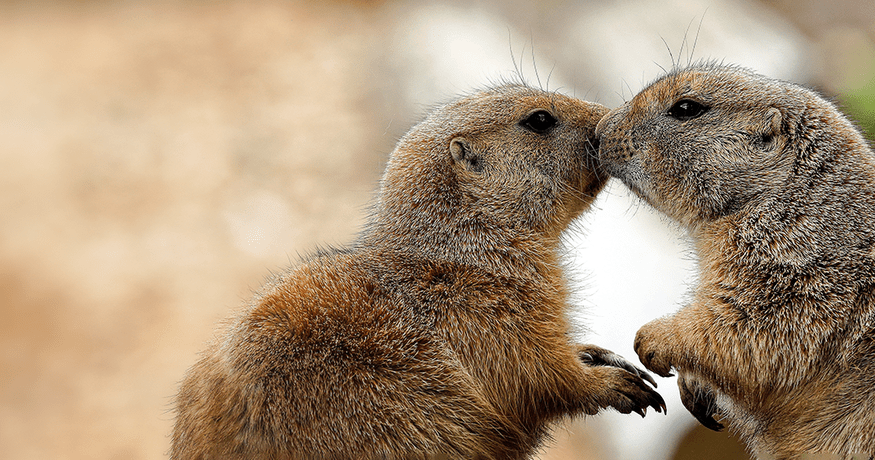 Prairie Dogs