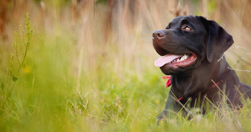 Black Labrador retriever in grass