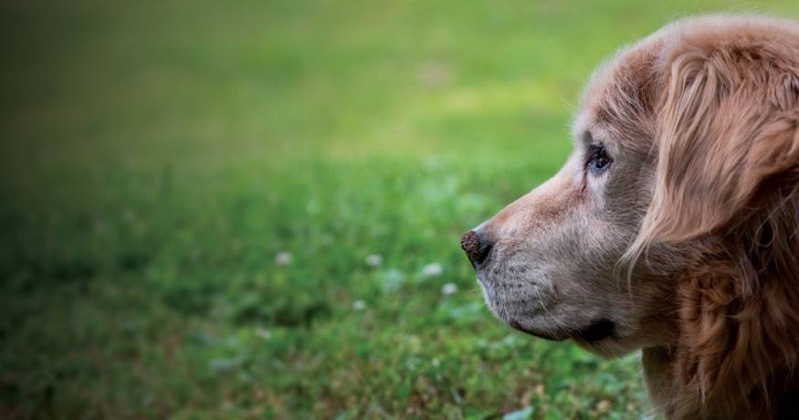 Senior dog
