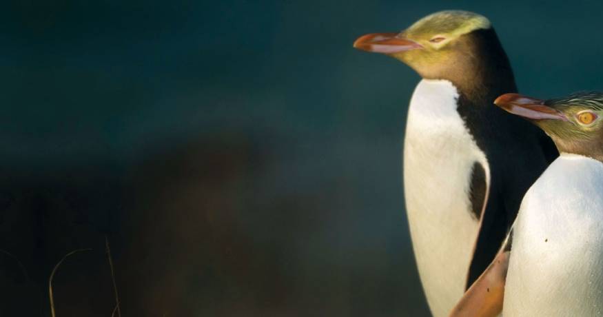 Hoiho Penguins