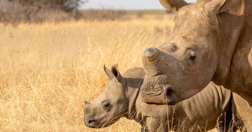 Rhinoceros