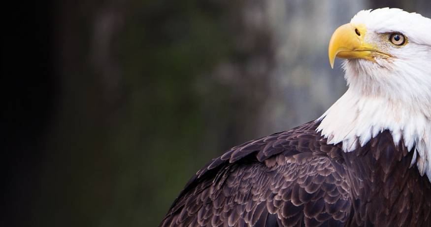 Eagle