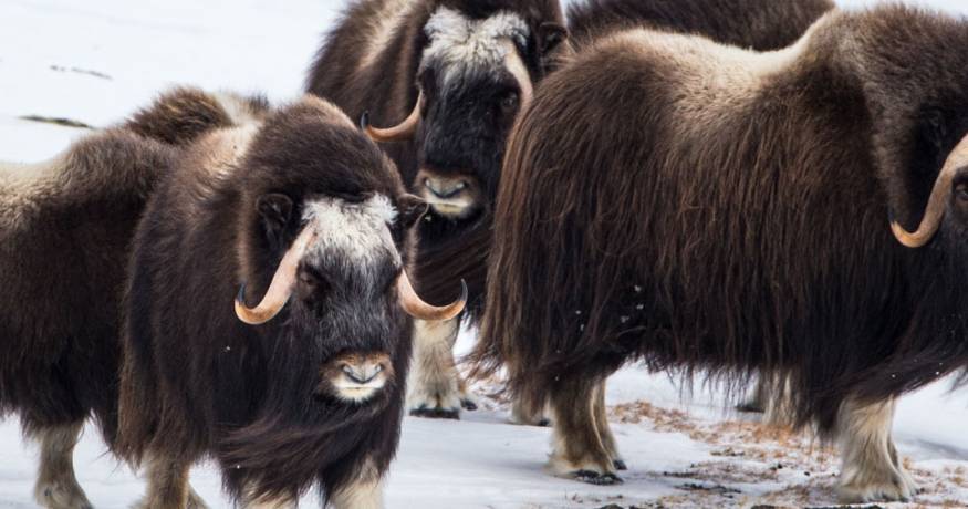 Muskoxen