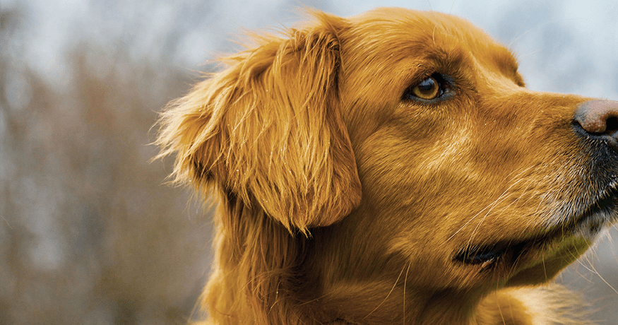 Golden retriever