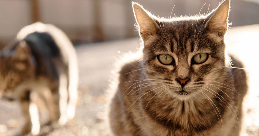 cats