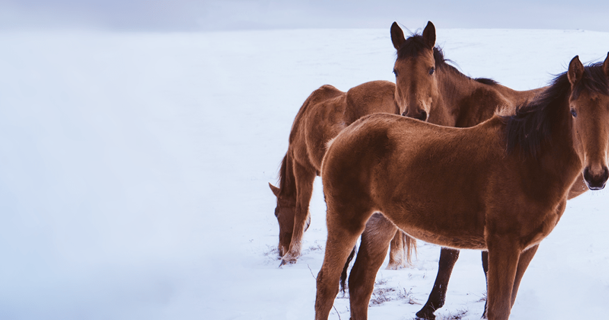 horse