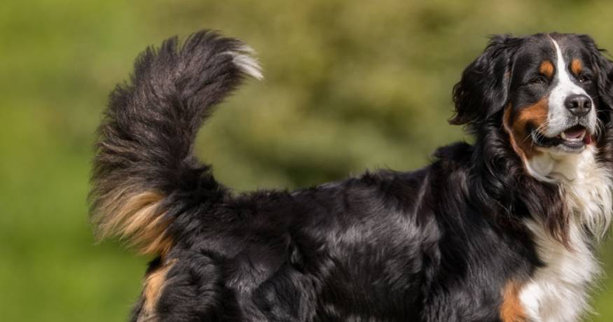 Bernese Mountain Dog