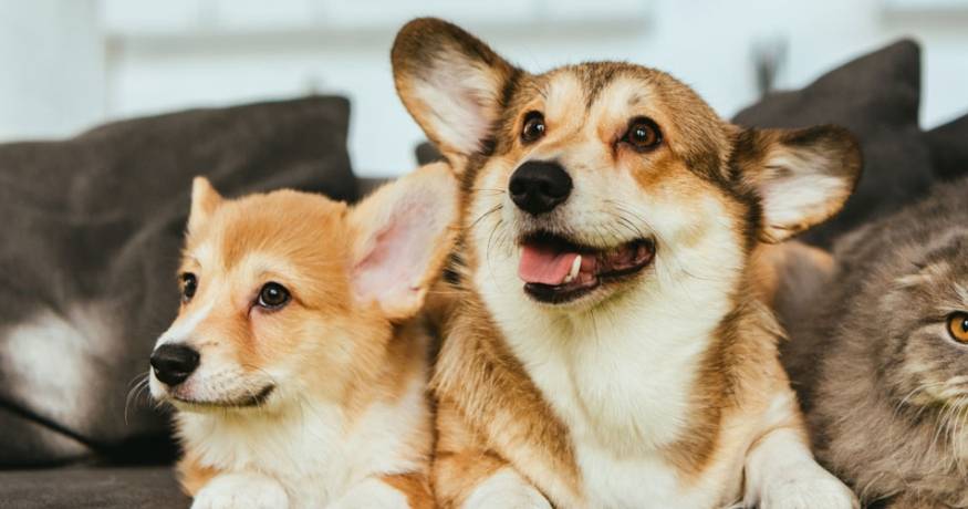 Cat and Dogs