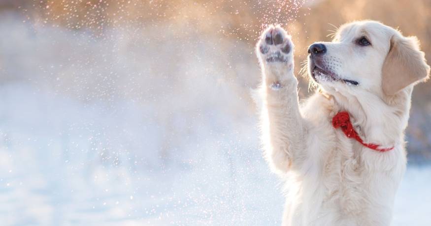 golden retriever