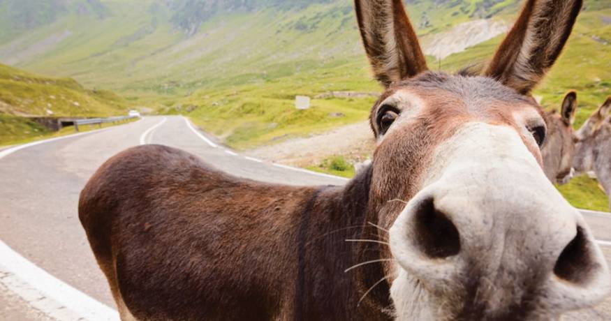 Donkey