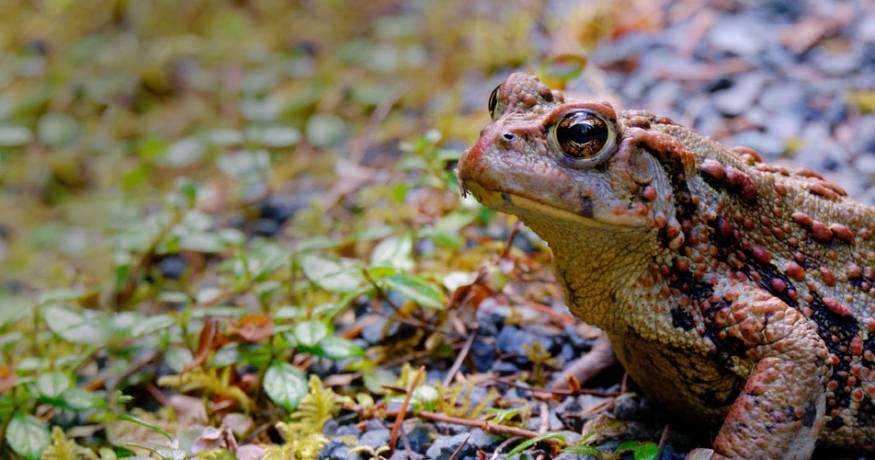 Toad