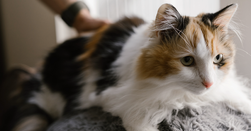 Veterinarians & Students | Morris Animal Foundation Veterinarians & Students | Morris Animal Foundation