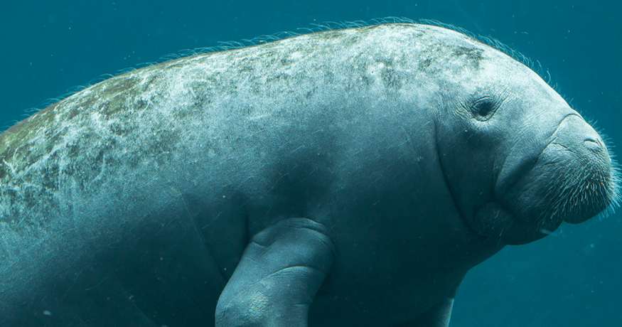 manatee