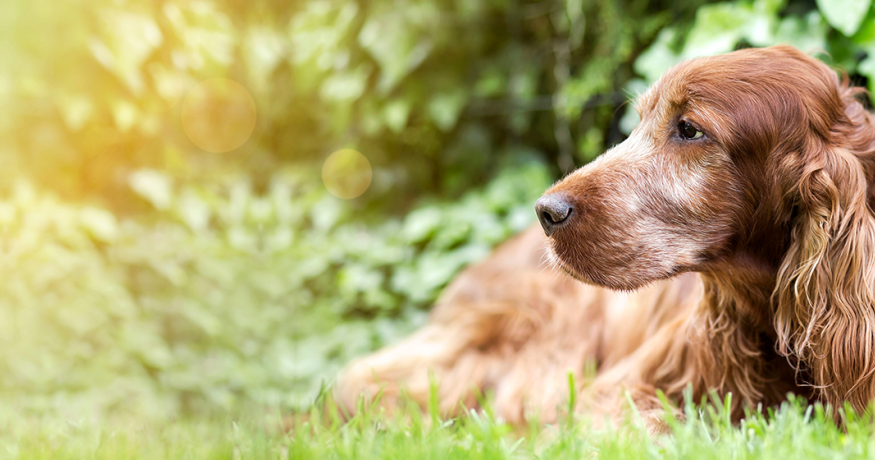 Veterinarians & Students | Morris Animal Foundation Veterinarians & Students | Morris Animal Foundation